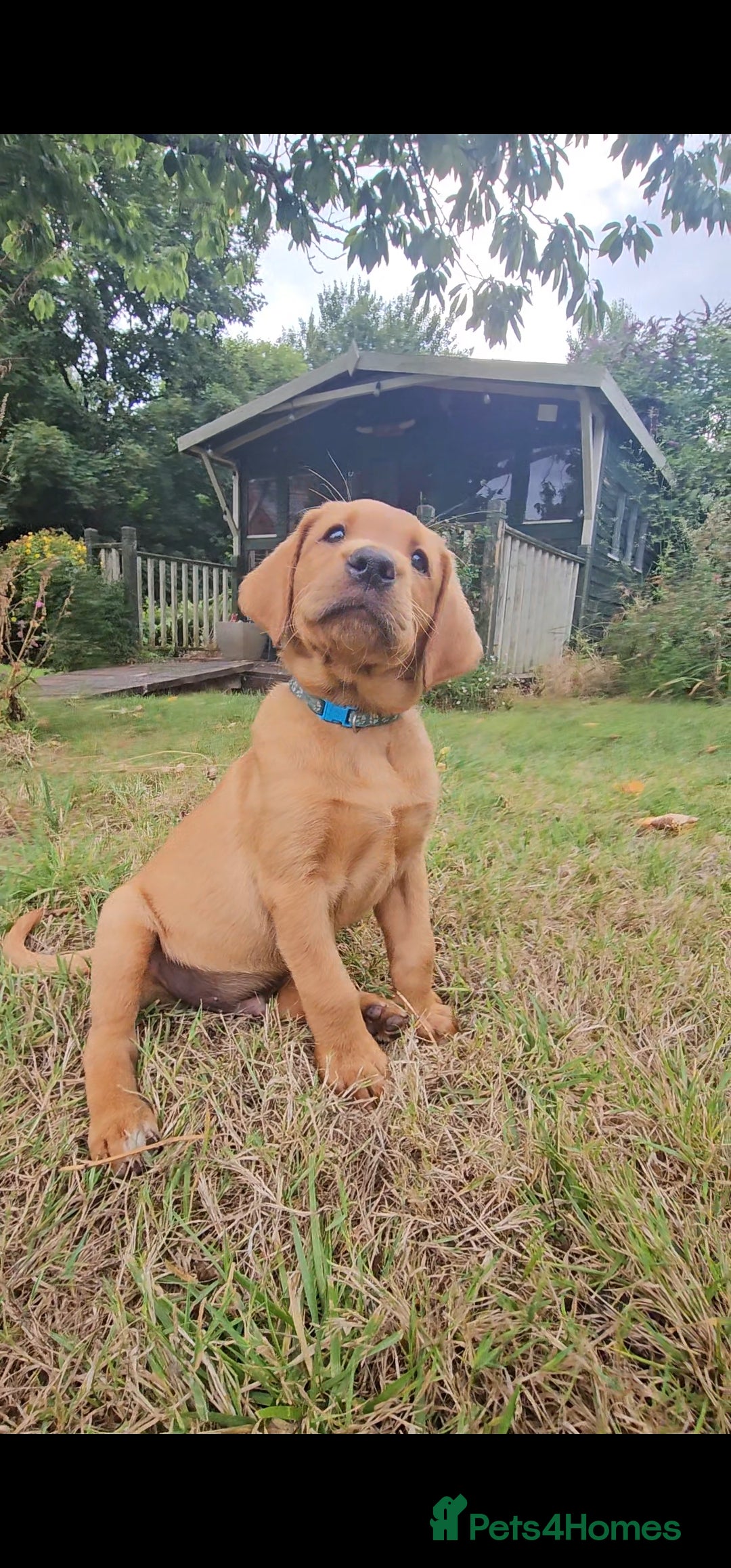 Labrador Retriever dogs for sale: Labrador Puppies  in Watchet - Image 8