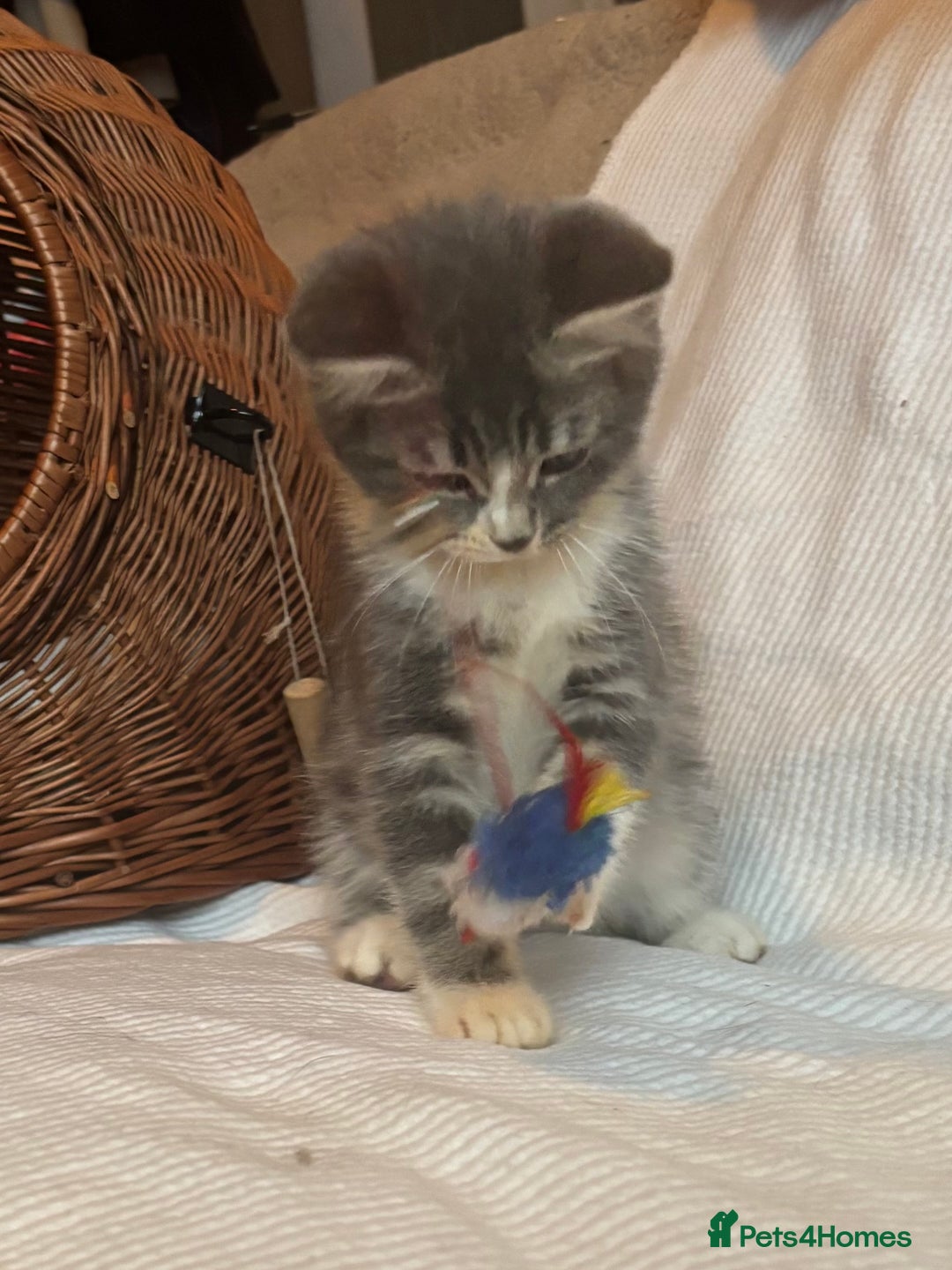 Mixed Breed cats for sale: Maine-Coon x British Blue Kittens.  - Advert 12