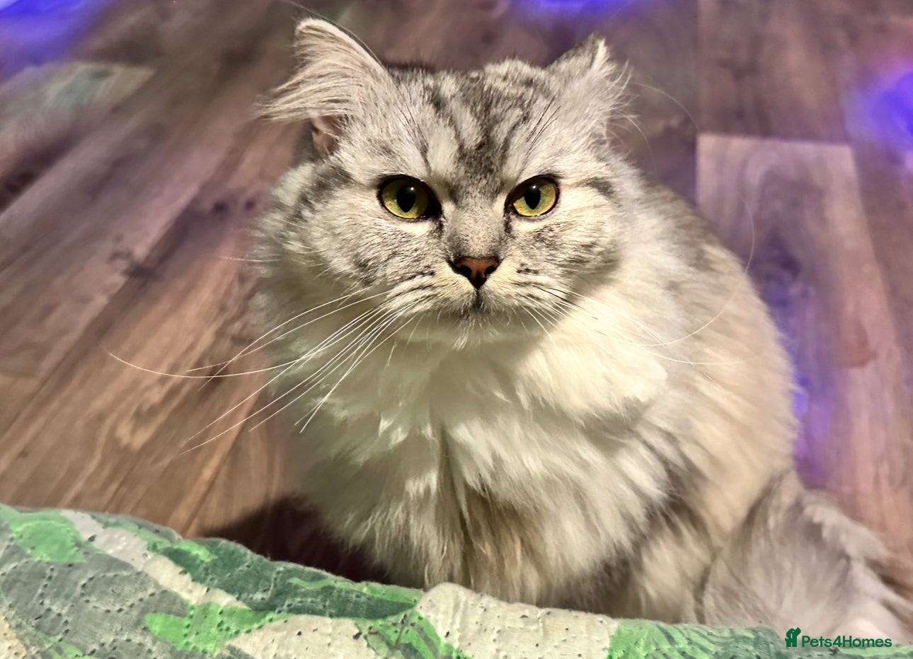 Ragdoll cats ragdoll bread her name daisy - Advert 7