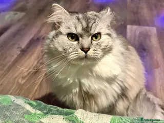 Ragdoll cats ragdoll bread her name daisy - Advert 1