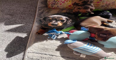 Dachshund dogs - Advert 2
