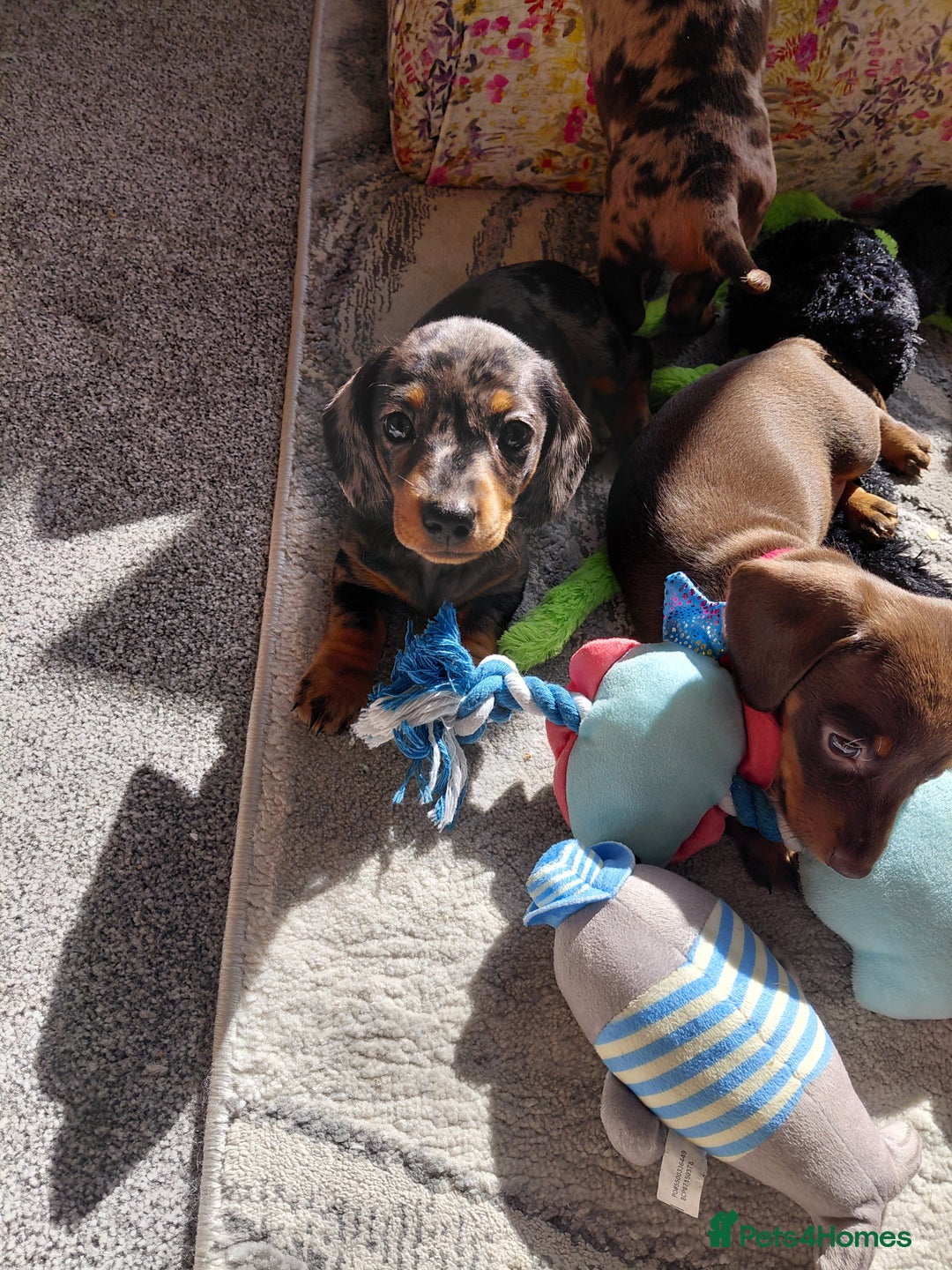 Dachshund dogs for sale: Miniature Daschund - Image 5