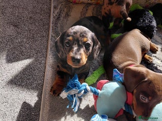 Dachshund dogs - Advert 20