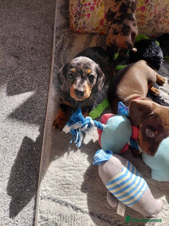Dachshund dogs - Advert 13