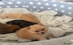 Pomeranian dogs for sale: ** Pomeranian Puppies 🐶🤍🐻🤎 - Image 10
