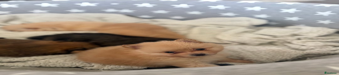 Pomeranian Puppy 3