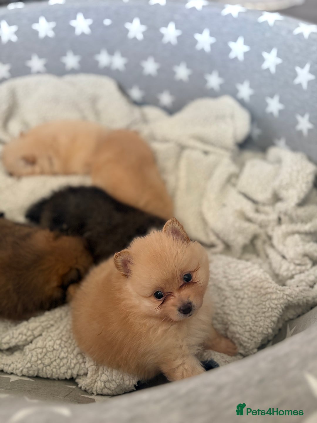 Pomeranian dogs for sale: ** Pomeranian Puppies 🐶🤍🐻🤎 - Image 10