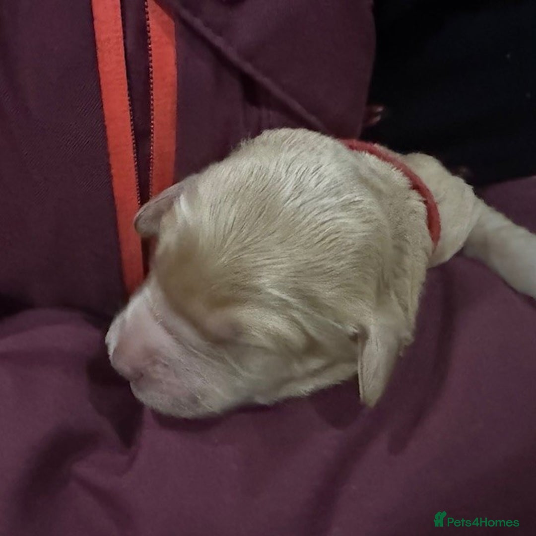 Australian Labradoodle dogs for sale: Annie's Australian Labradoodle Puppies are here! - Advert 17