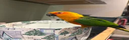 Conures birds for sale: 5 Year Old Male Jenday Conure  in Beaminster - Advert 4
