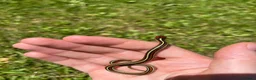 Garter Snake reptiles for sale: CB26 High Percentage Sanfrancisco Garter Snakes - Advert 4