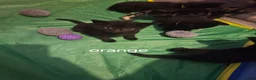 Mixed Breed cats for sale: Kittens for sale £50 each in Witham - Advert 5