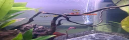 Bettas fish for sale: 105L tank with full aquarium set up all essentials - Advert 2