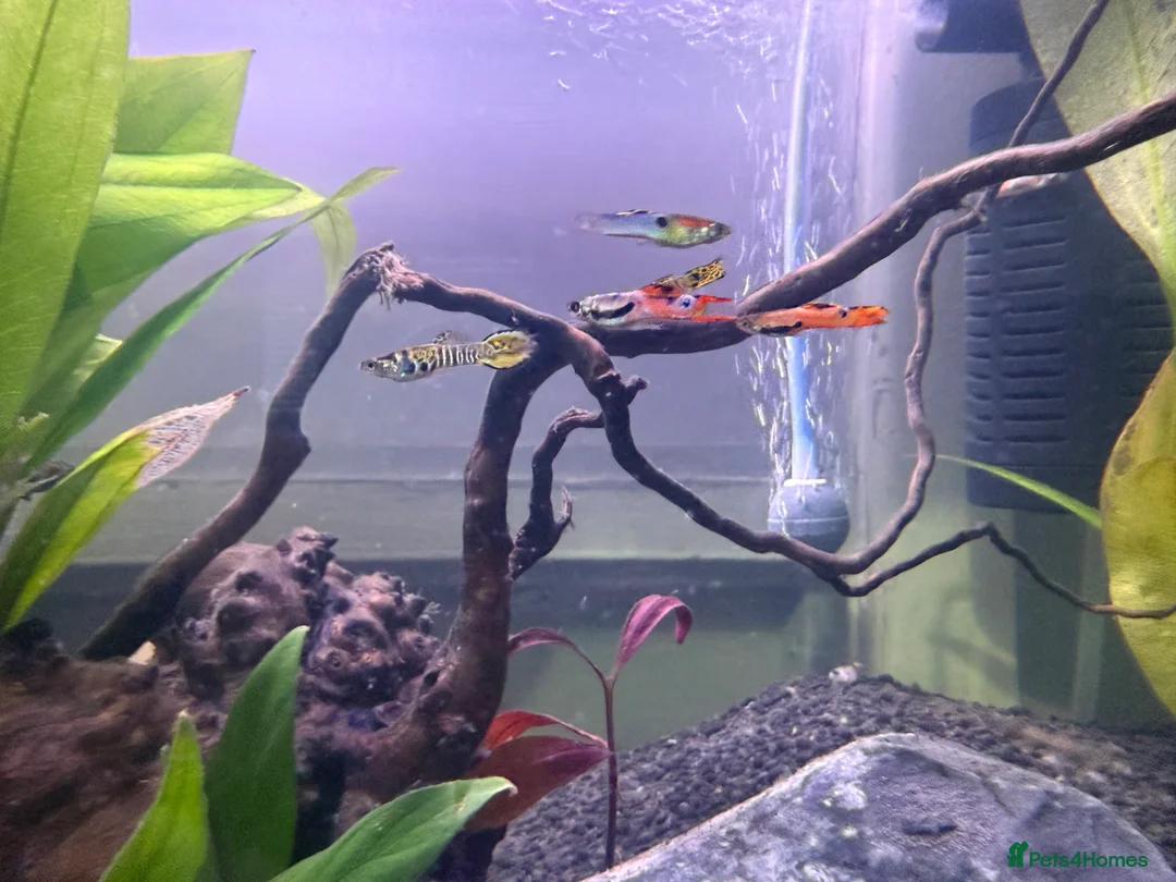 Bettas fish for sale: 105L tank with full aquarium set up all essentials - Advert 2
