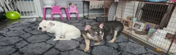 French Bulldog dogs for sale: French bulldog  - Advert 9