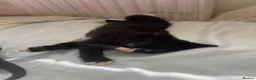 Mixed Breed cats for sale: 5 kittens  in Worcester - Advert 14