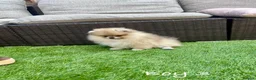 Pomeranian dogs for sale: Pure Teddy🐻Tiny🐾Outstanding 🏆 - Advert 17