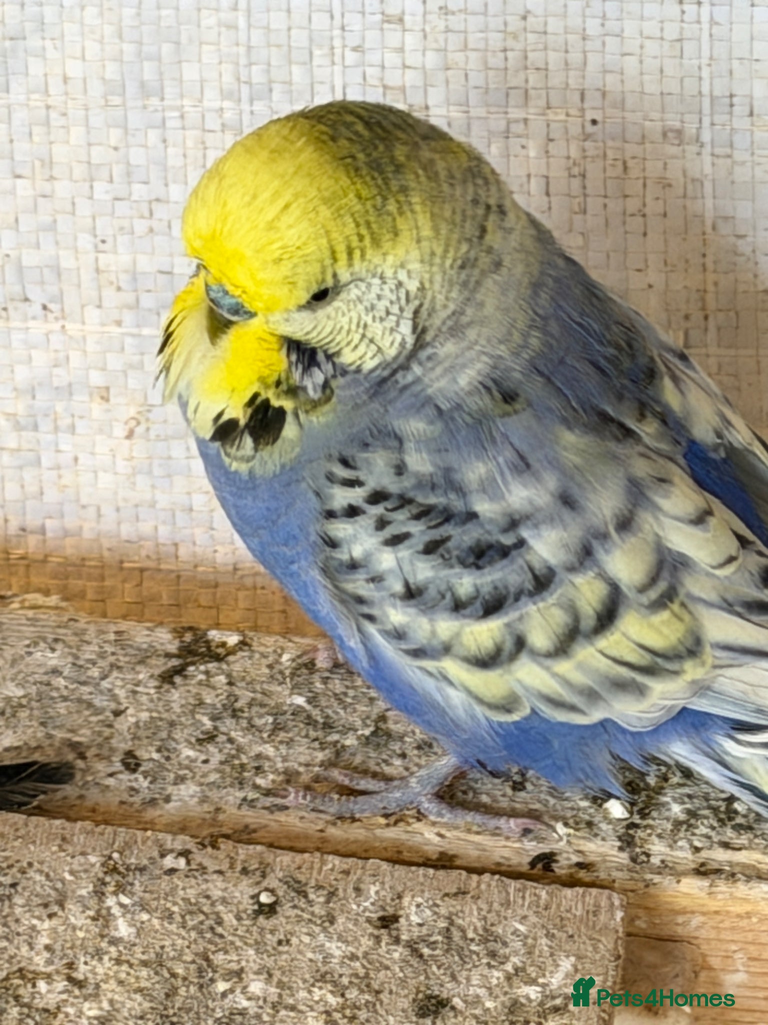 Budgerigars birds Budgies for sale - Advert 1