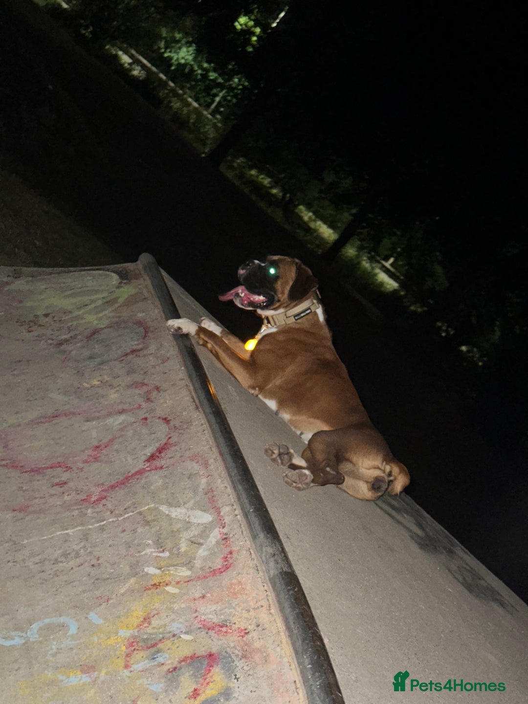 Boxer dogs for sale: Boxer sisters  - Advert 4