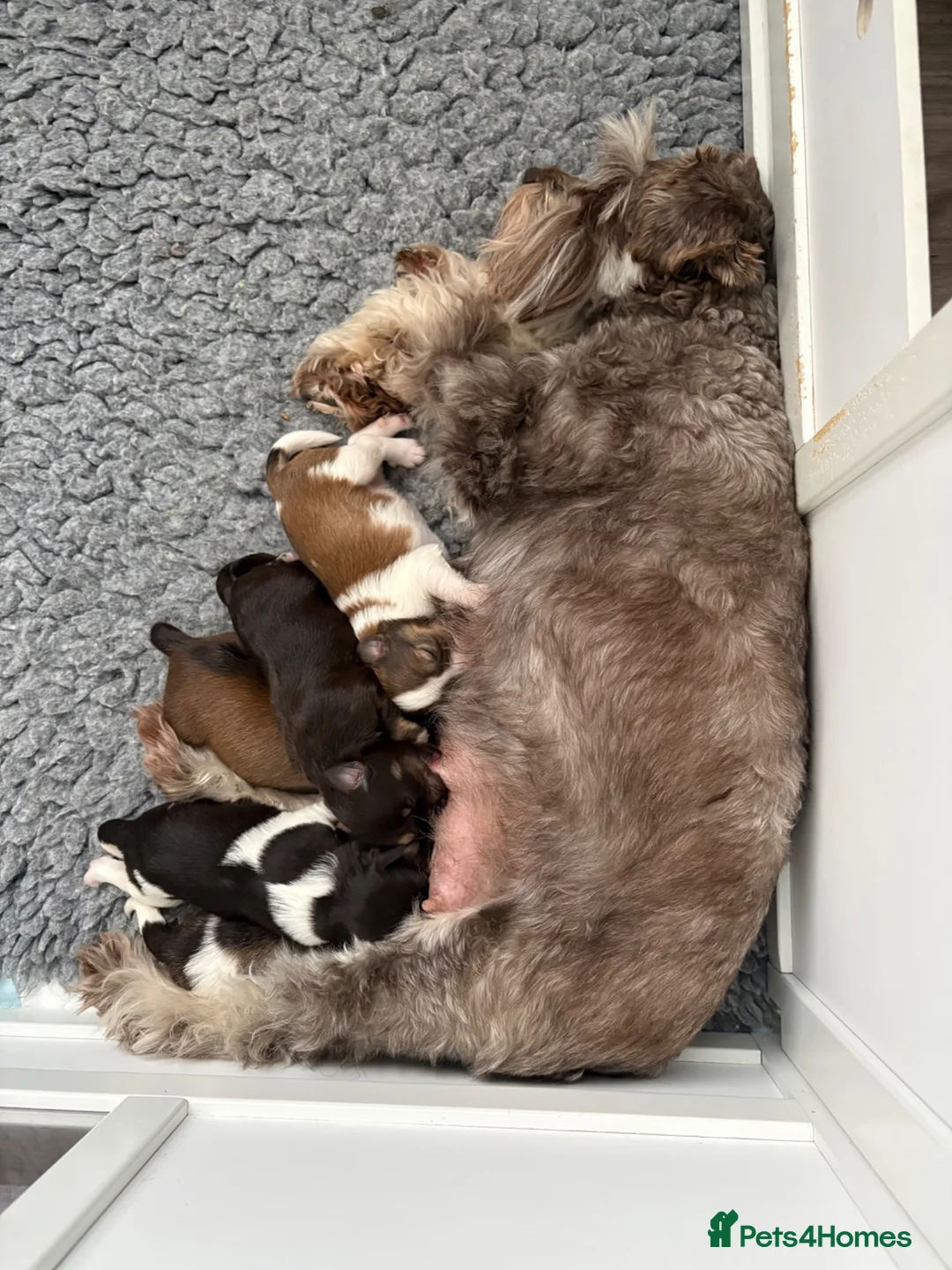 Miniature Schnauzer dogs for sale: KC registered American line Miniature Schnauzers  - Advert 2