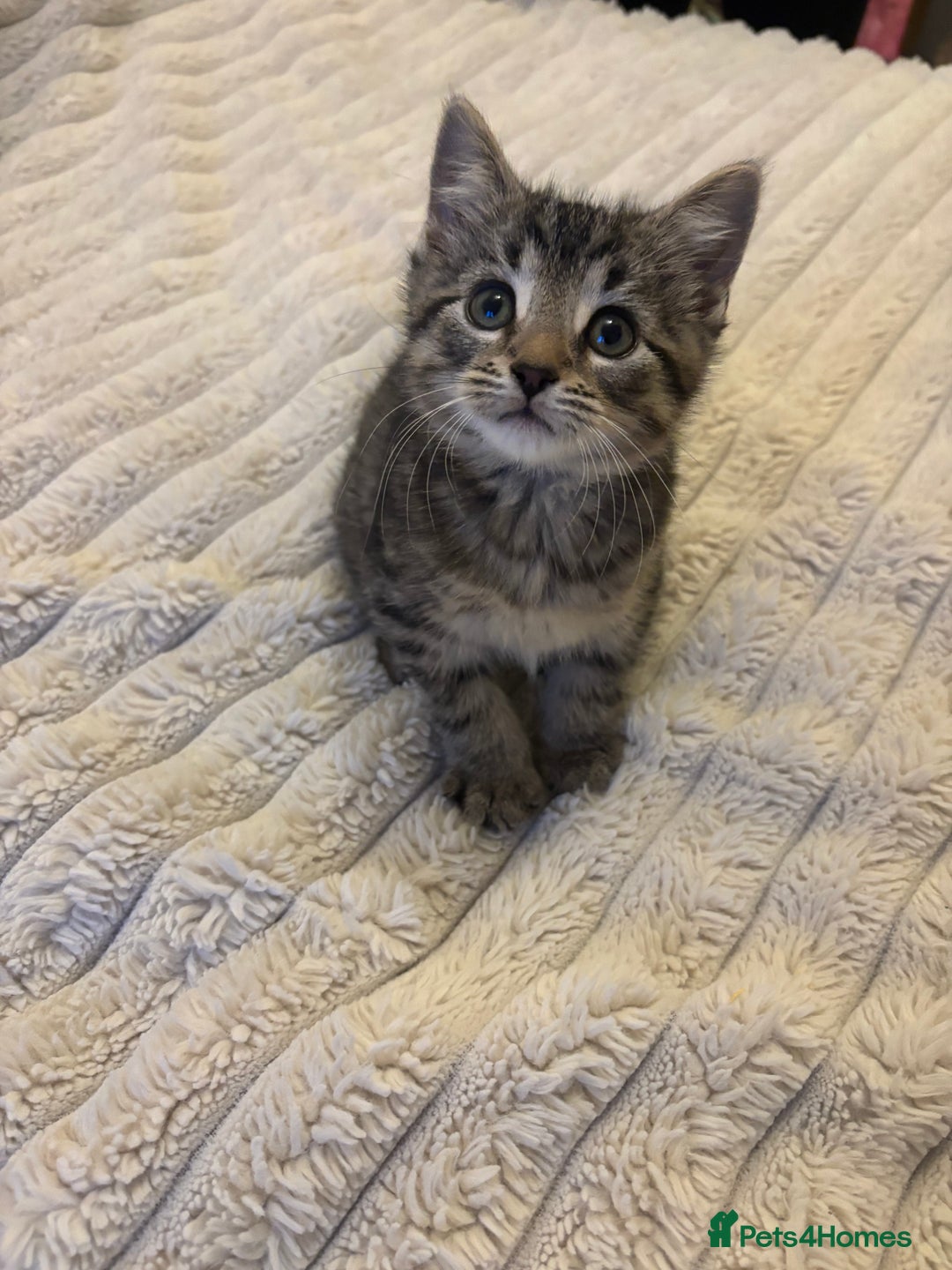 Turkish Angora cats for sale: Adorable Turkish Angora Kittens – Ready Now 🐾 - Advert 4