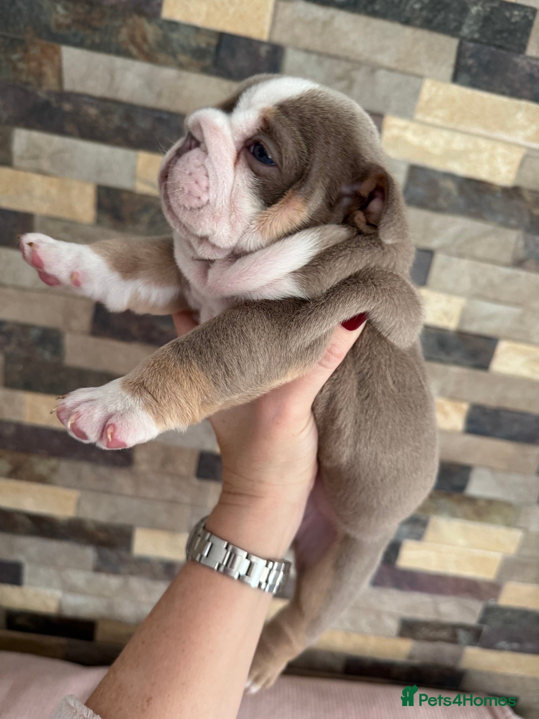 English Bulldog dogs for sale: English bulldogs  - Advert 4