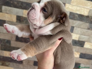 English Bulldog dogs English bulldogs - Advert 2