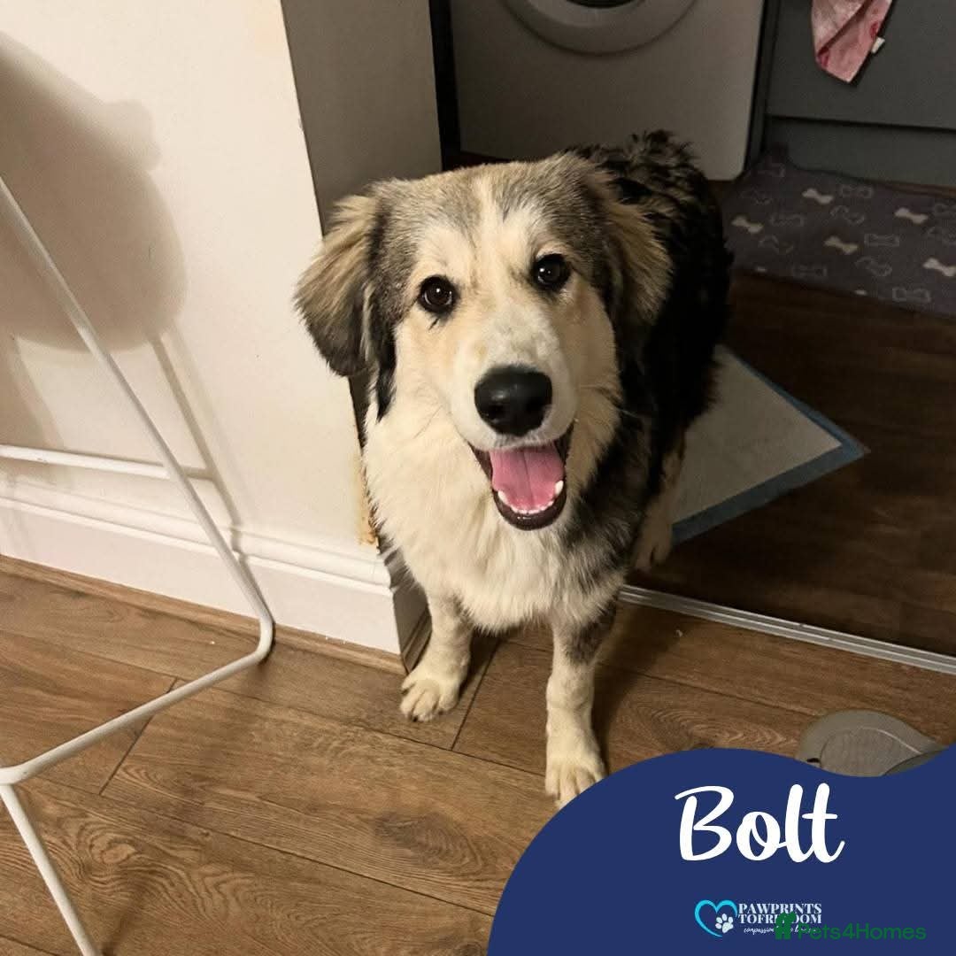 Mixed Breed dogs Meet Bolt, currently residing in Blackpool - Advert 10