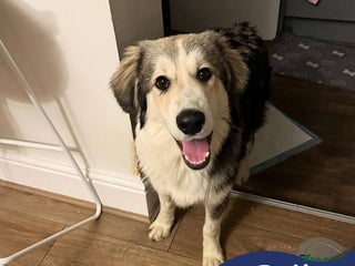 Mixed Breed dogs Meet Bolt, currently residing in Blackpool - Advert 1