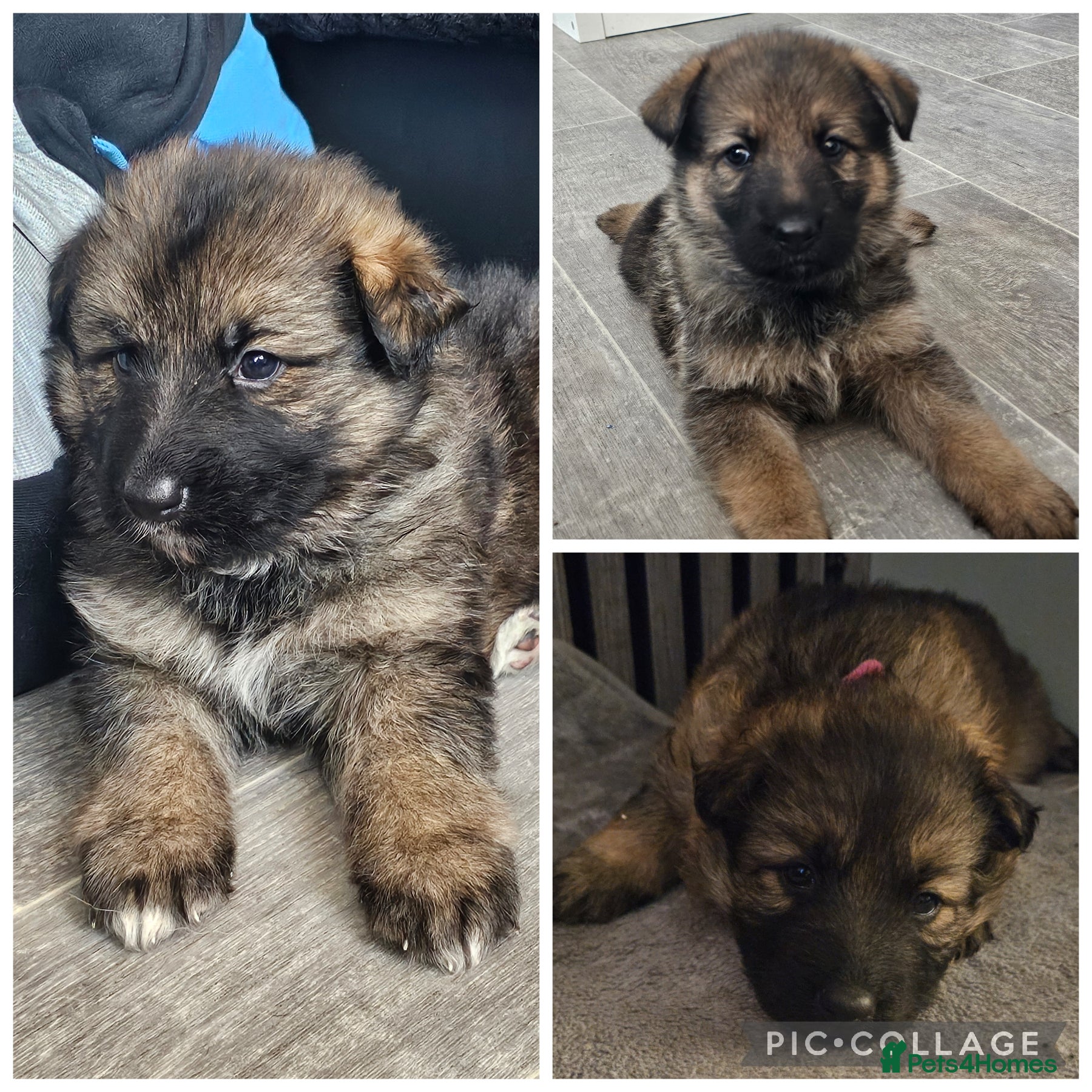 German Shepherd dogs German shepherd puppies - Advert 9