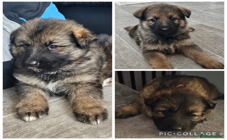 German Shepherd dogs - Advert 2