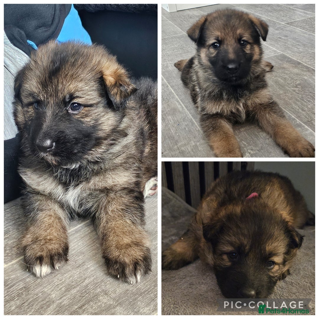 German Shepherd dogs for sale: German shepherd puppies - Image 1