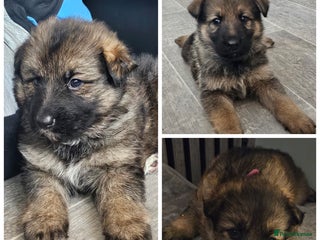 German Shepherd dogs - Advert 6