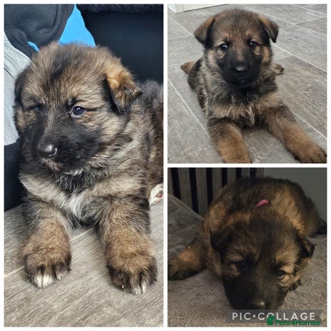 German Shepherd dogs - Advert 2