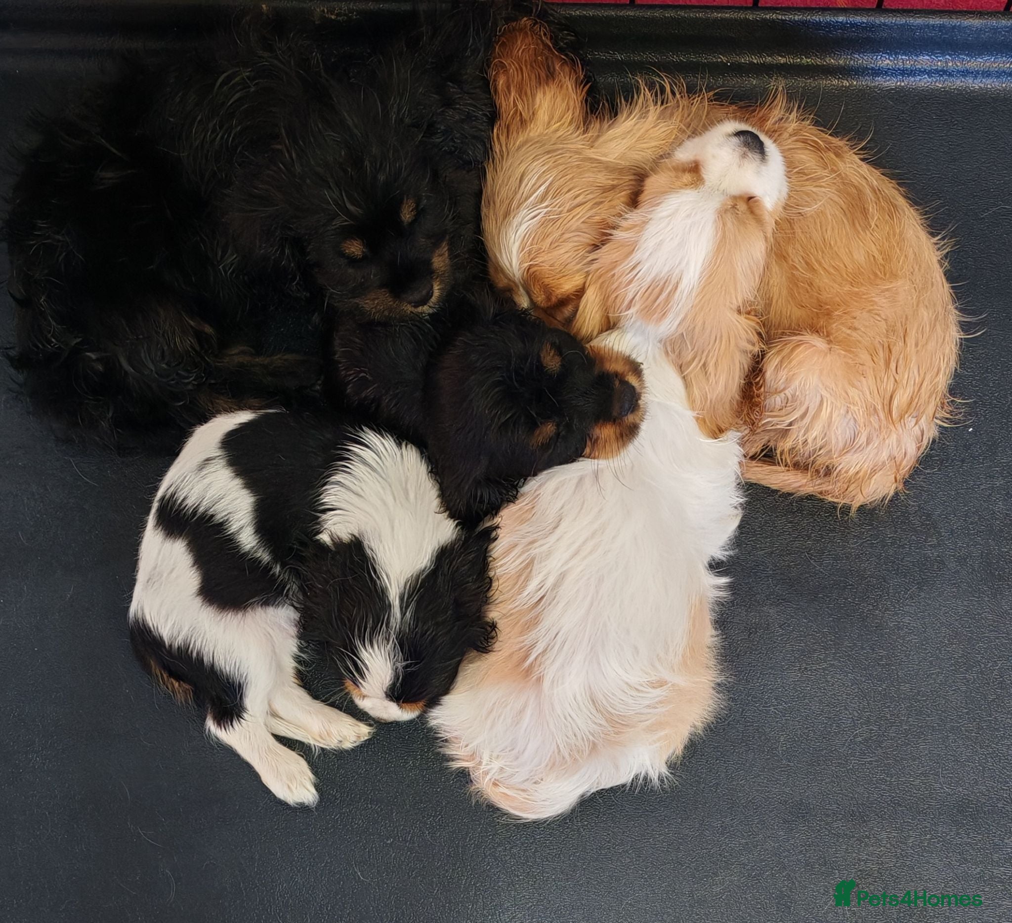 Mixed Breed dogs Ready Now!! Last 2 Cavalier Mix Breed pups - Advert 2