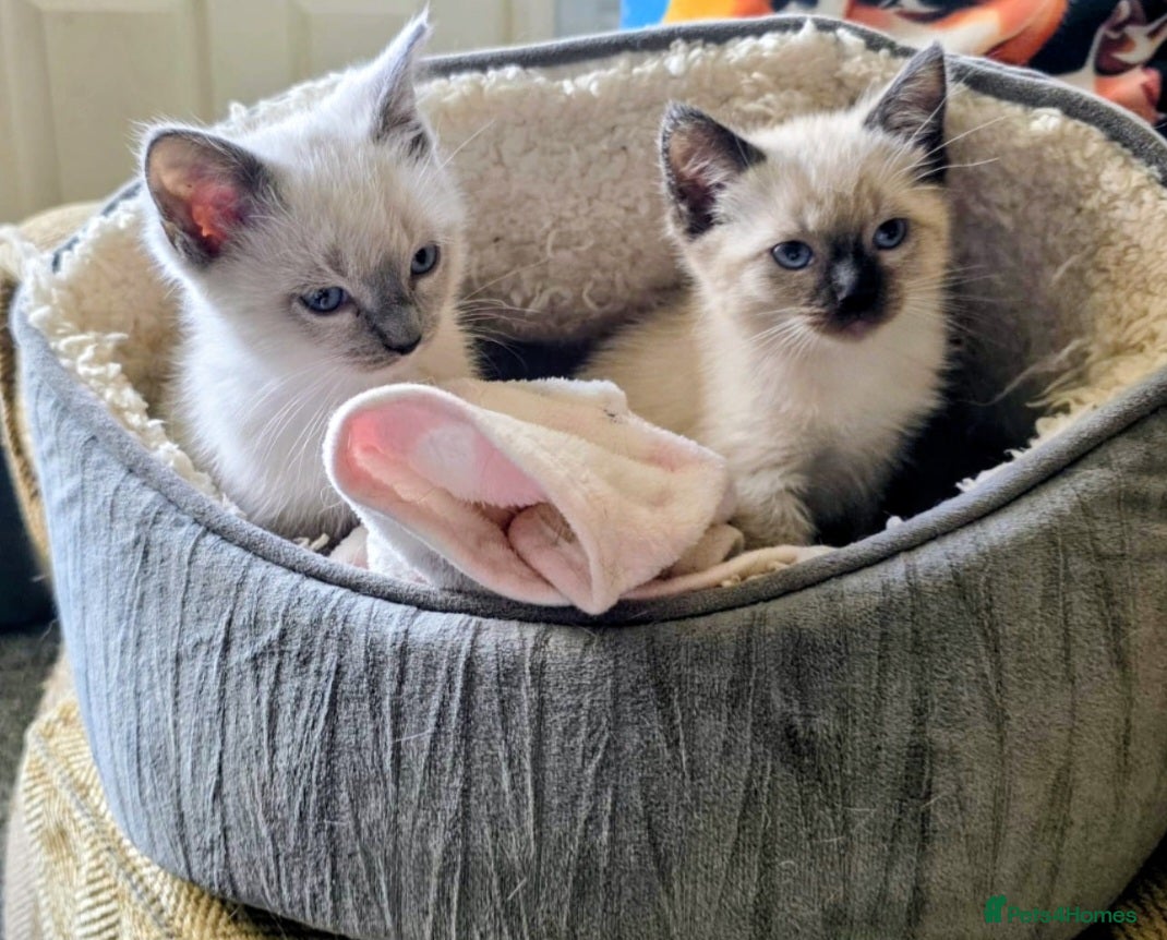 Ragdoll cats Ragdoll Siblings - Advert 1