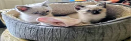 Ragdoll cats for sale: Ragdoll Siblings - Advert 1