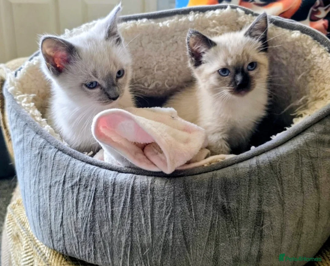 Ragdoll cats for sale: Ragdoll Siblings - Advert 1
