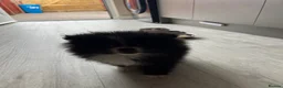 Pomeranian dogs for sale: Beautiful doggy - Advert 3