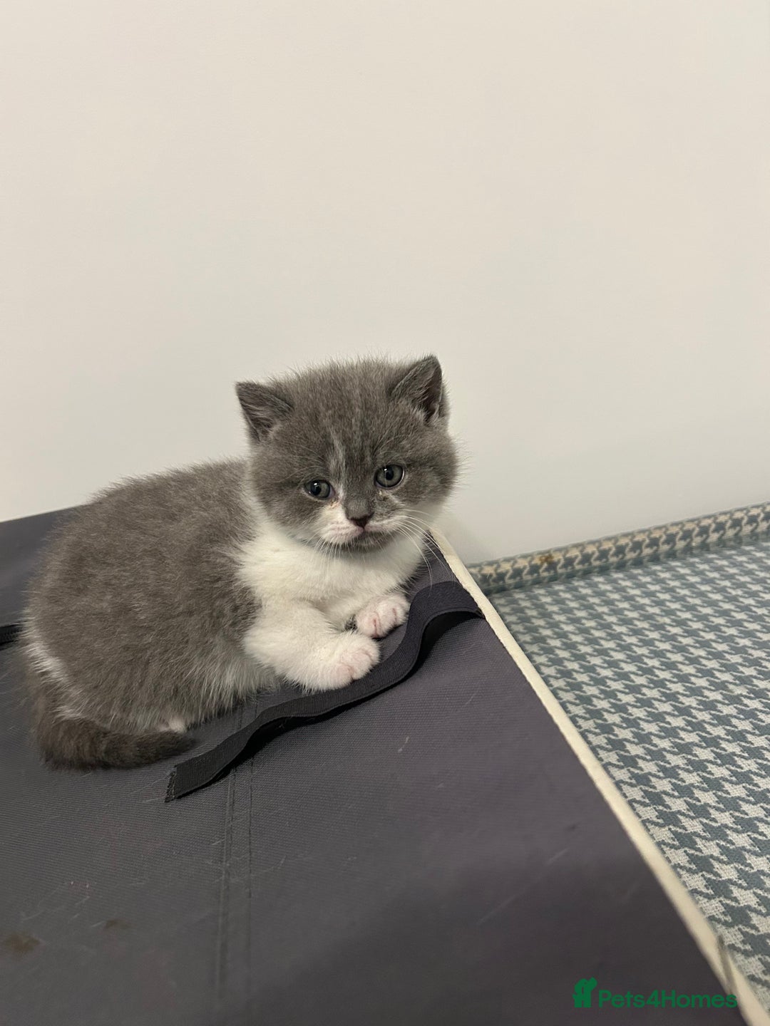 British Shorthair cats for sale: 🩷💙💜🧡♥️ BSH kittens - Advert 7