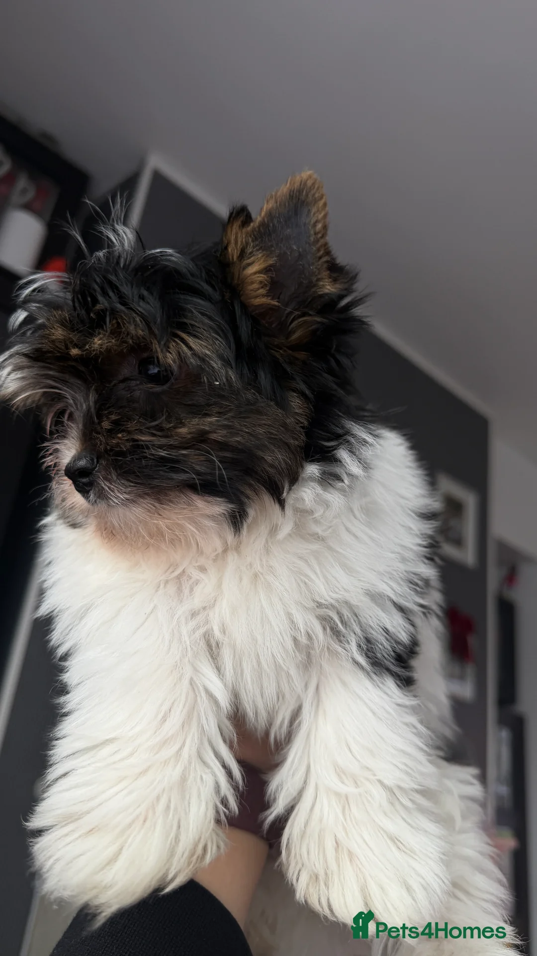 Biewer Terrier dogs for sale: Pure Biewer terriers looking new homes  - Advert 9