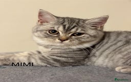 British Shorthair cats for sale: Pedigree|Champion Lines|GCCF Registered| - Image 23