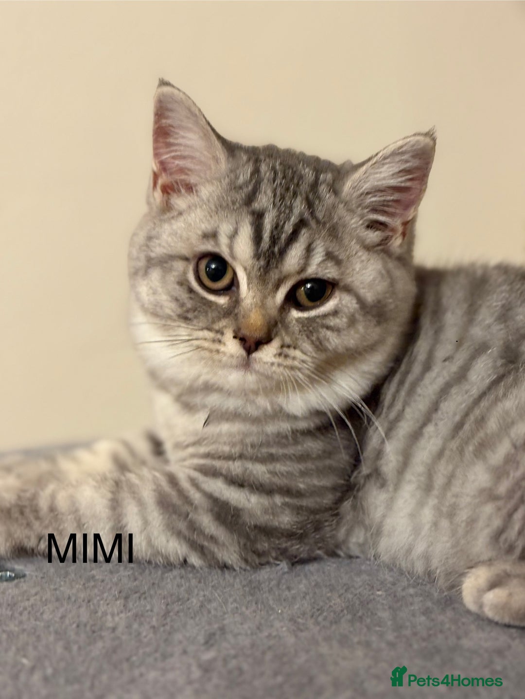 British Shorthair cats for sale: Pedigree|Champion Lines|GCCF Registered| - Image 23