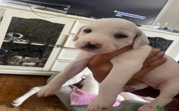 Mixed Breed dogs for sale: Lurcher puppies  - Image 11