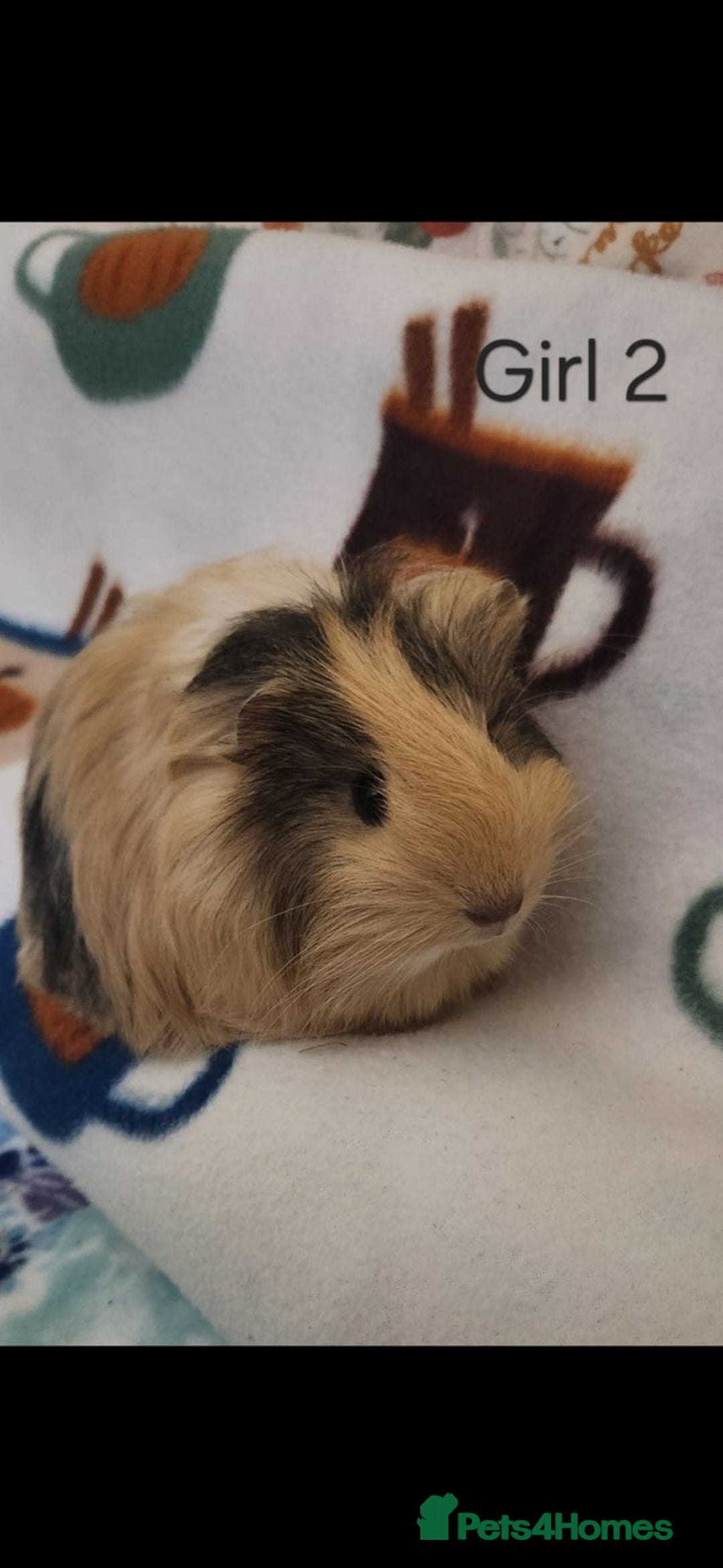 Guinea Pig rodents for sale: 3x Female Guinea Pigs  - Advert 2