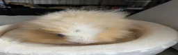 Guinea Pig rodents for sale: Male Swiss Guinea Pigs x2 in Cwmbran - Advert 3