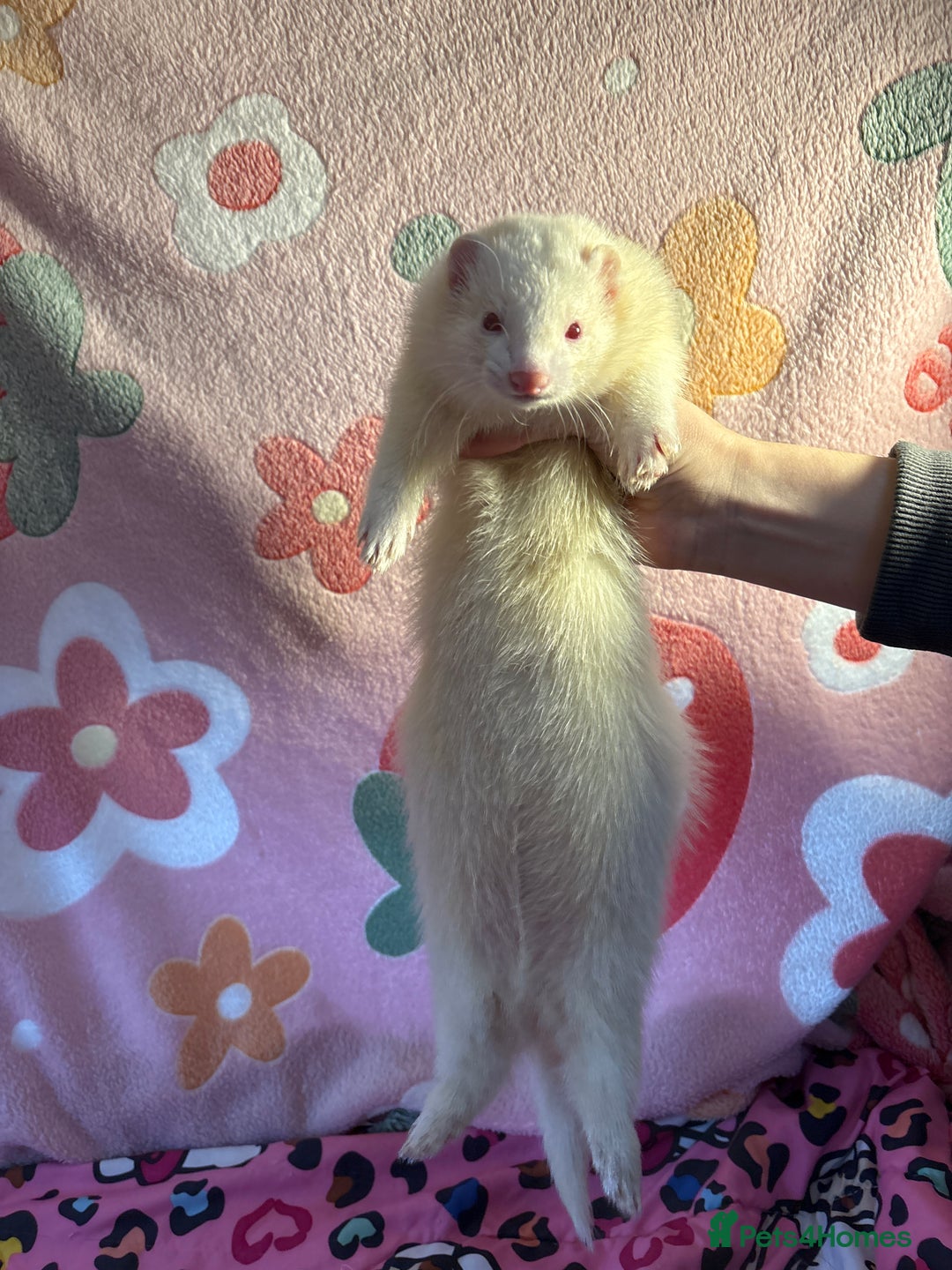 Ferret rodents for sale: Various ferret kits for sale - Advert 2