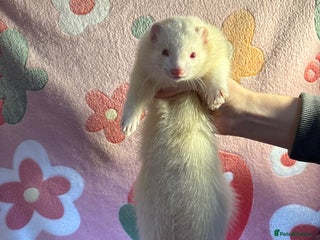 Ferret rodents Various ferret kits for sale - Advert 1