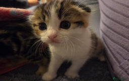 Scottish Fold cats for sale: Beautiful Scottish Folds - Image 11