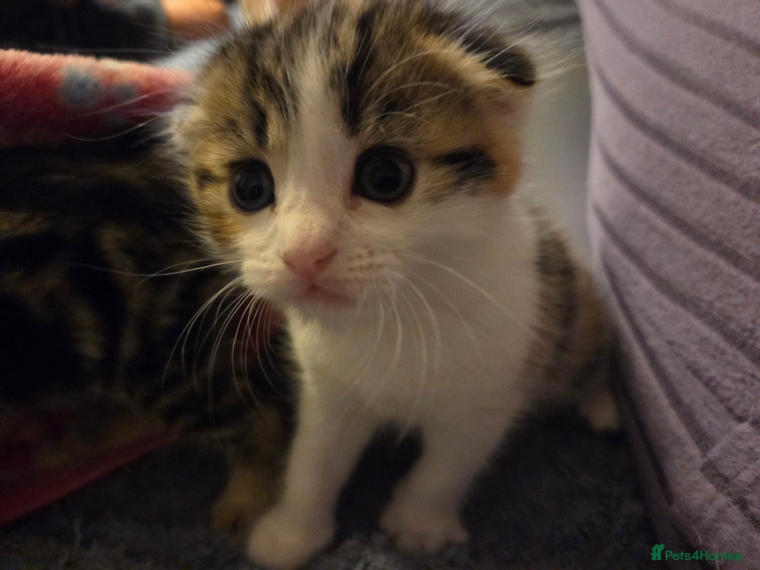 Scottish Fold cats for sale: Beautiful Scottish Folds - Image 11