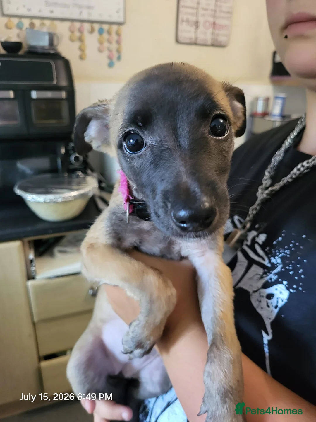 Whippet dogs for sale: Beautiful whippets in Nottingham - Advert 2